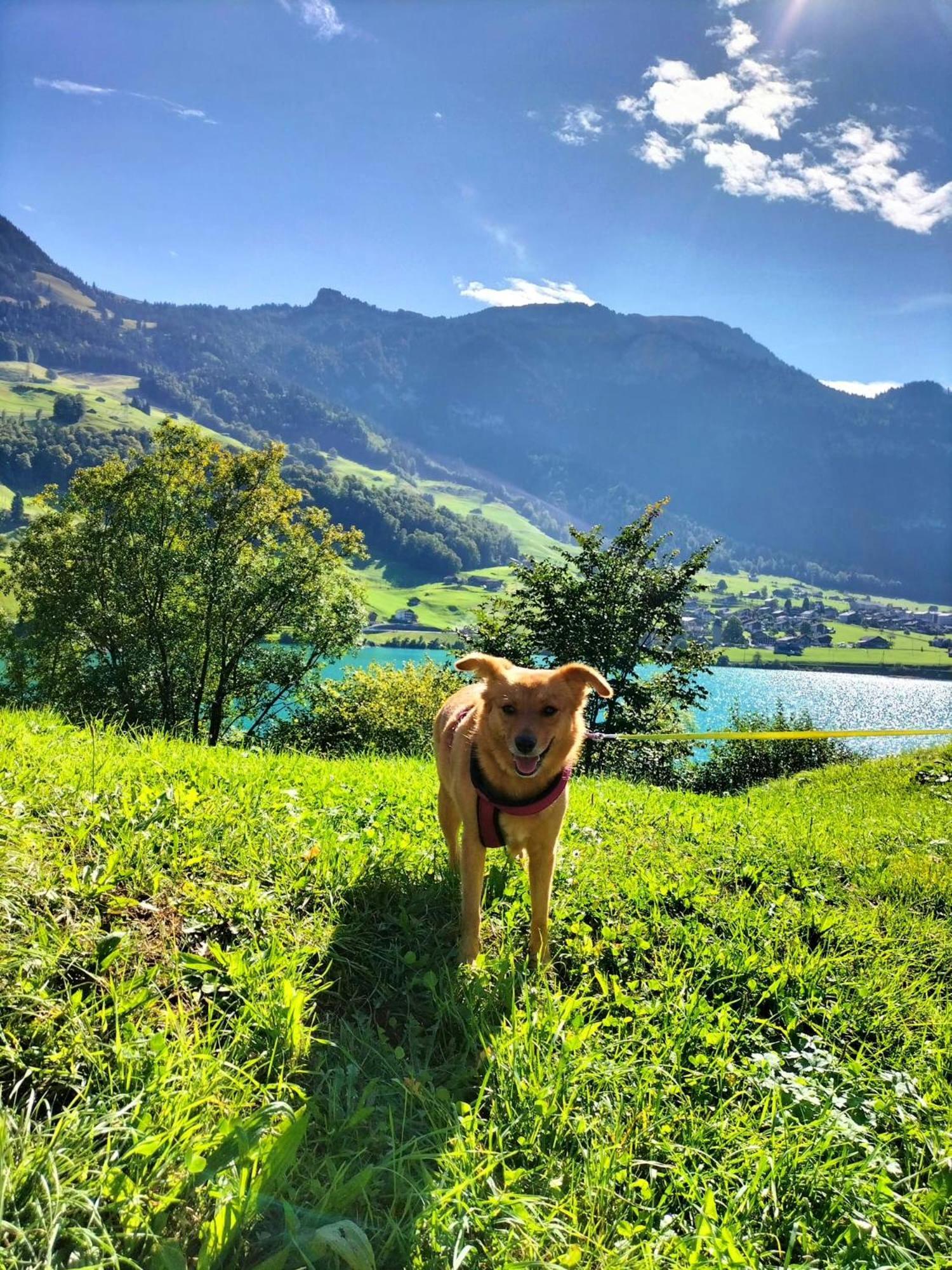 Gemuetliche Fewo Mit Sauna Inmitten Der Berge Meiringen Bagian luar foto