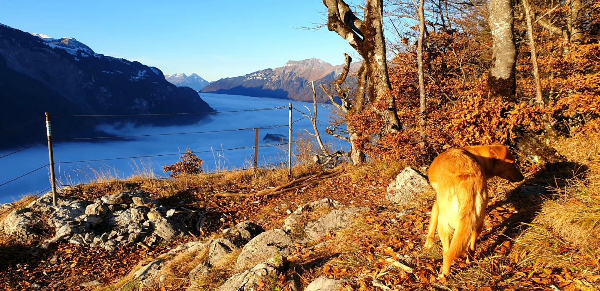 Gemuetliche Fewo Mit Sauna Inmitten Der Berge Meiringen Bagian luar foto